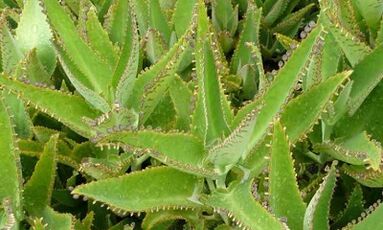 Kalanchoe tinktūra varikozės venų gydymui